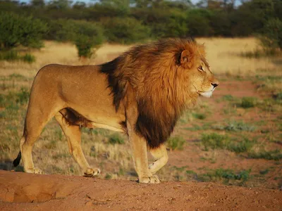 8 Фактов о львах | ⚜Ка҉т҉ю҉ш҉а҉⚜️ | Дзен