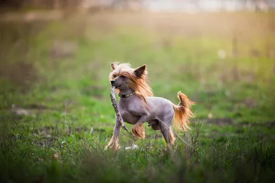 Китайская лысая собака - 77 фото
