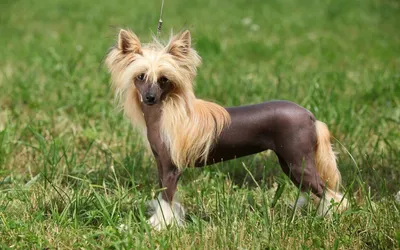 Китайская хохлатая собака серого …» — создано в Шедевруме