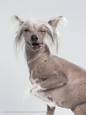 Маленькая лысая собака с выпученными глазами - 76 фото
