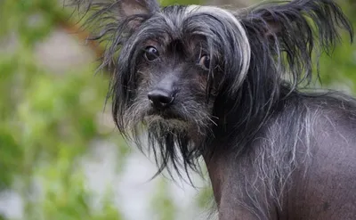 Породы собак без шерсти: фото и описание, характер и уход