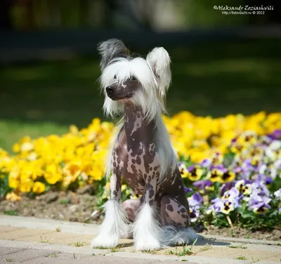 Выбрана самая уродливая собака в мире: как она выглядит