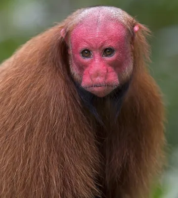 Какажао: Нечестивая обезьяна с ошпаренным лицом | Книга животных | Дзен