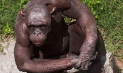 Лысый шимпанзе своей мускулатурой вогнал в краску бодибилдеров (ФОТО):  читать на Golos.ua