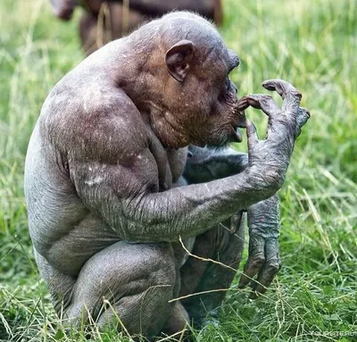 Какажао: Нечестивая обезьяна с ошпаренным лицом | Книга животных | Дзен