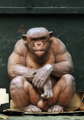 Лысая обезьяна uakari стоковое фото. изображение насчитывающей примат -  131786670