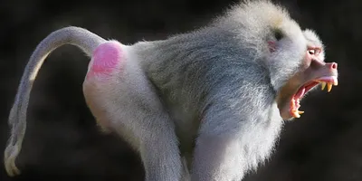 Лысая обезьяна uakari стоковое фото. изображение насчитывающей примат -  131786670
