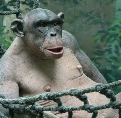 Создать мем \"обезьяна, лысая шимпанзе, лысая обезьяна\" - Картинки -  Meme-arsenal.com