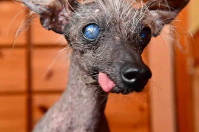 Смешная лысая собака - 64 фото