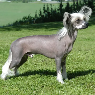 Лысая собака с хохолком фото фотографии