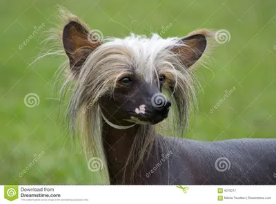 Перуанская голая собака: все о собаке, фото, описание породы, характер, цена