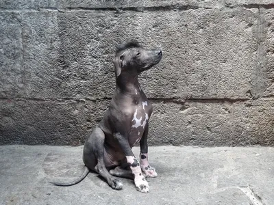 Лысая собака с хохолком порода (75 фото)