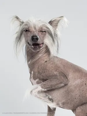 Лысая собака с хохолком - 55 фото