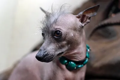 Лысая собака с хохолком (мексиканская ксолоитцкуинтли) - YouTube