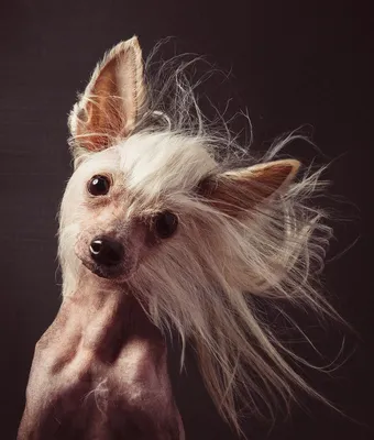 Лысая собака с челкой - красивые фото