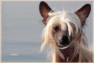 Лысая собака с хохолком: краткое описание породы, особенности содержания,  фото