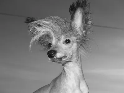 Лысая собака с хохолком - красивые фото