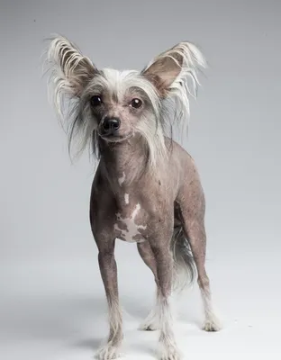 Лысая собака с челкой - 76 фото
