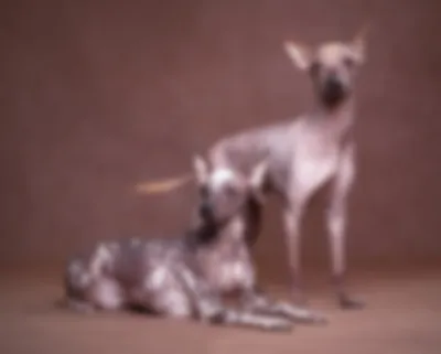 Мексиканская и китайская хохлатая – лысая порода собак