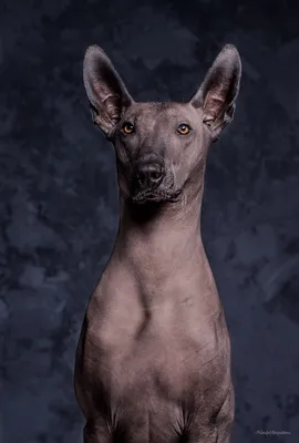 лысая египетская древняя собачка #рек #собаки | TikTok