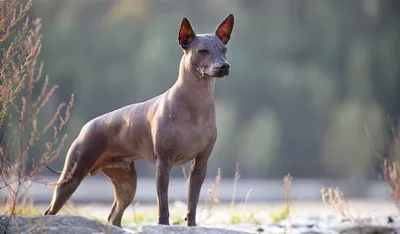 Лысая собака негр» — создано в Шедевруме