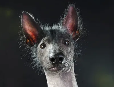 Найдена Перуанская лысая собака | Пикабу