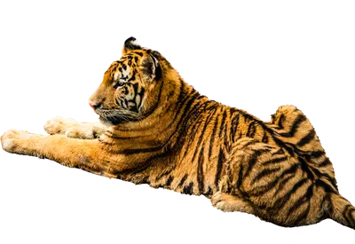 Лысый тигр, толстый дракон, 1990 — описание, интересные факты — Кинопоиск
