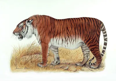 дикий зверь дикое свирепое животное тигр PNG , хищник, дикий, свирепый PNG  рисунок для бесплатной загрузки