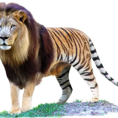 Лысый тигры качества 8к» — создано в Шедевруме