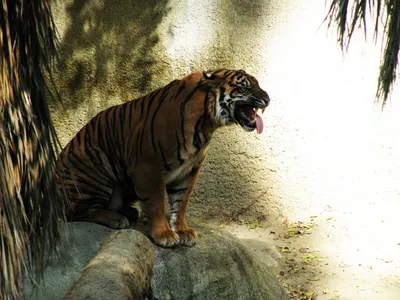 Бенгальский тигр белый (58 фото) - красивые фото и картинки pofoto.club