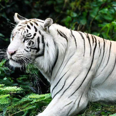 Лысый тигр» — создано в Шедевруме