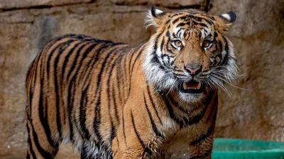 Тигр без шерсти - 53 фото