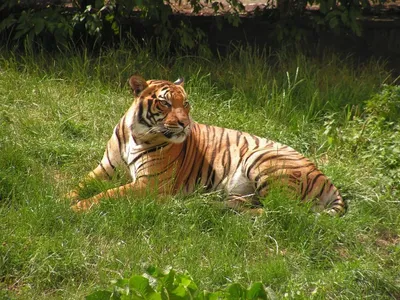 Лысый тигр на фото - выбери формат и скачай картинку | Лысый тигр Фото  №517429 скачать