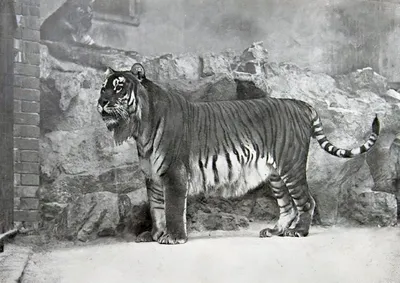 Обои тигр, тигры, тигрица, раздел Животные, размер 1600x1200 - скачать  бесплатно картинку на рабочий стол и телефон