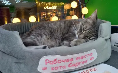Когтеточка для кошек с домиком и 3 лежанки 55 х 36 х 105 см - купить с  доставкой по выгодным ценам в интернет-магазине OZON (655933816)