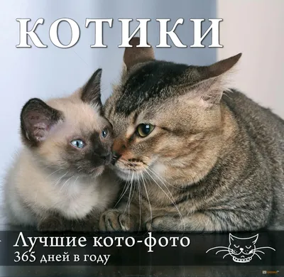 открытка кошка, кот