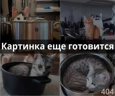 Самый большой в мире кот живет в России — познакомьтесь с мейн-куном Кефиром