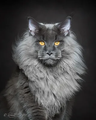 Кот минкуй - 46 фото