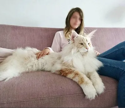 Лотос - огромный кот из Швеции | Пикабу