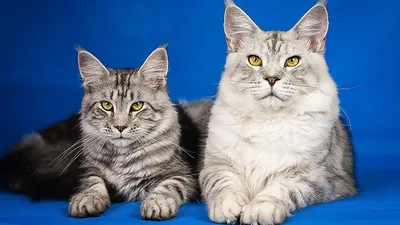 Мейн-кун кошка: фото, характер, описание породы