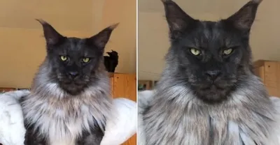Оборотень, а не кот»: гигантский черный мейн-кун с человеческим лицом  восхитил пользователей - Рамблер/новости