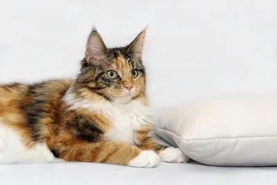 Мейн кун — красивые большие кошки (40 фото)