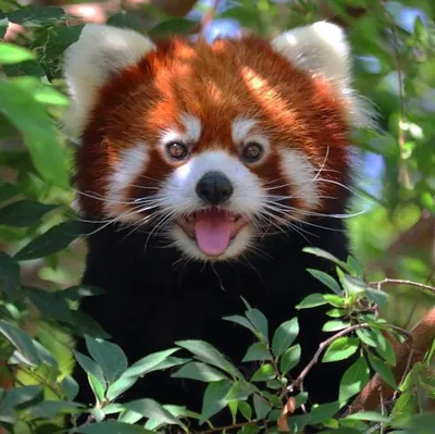 gulliver.tur - Малая (красная) панда 📌Где? - Китае, Северо-Восточной  Индии, Непале. 📌Как? - Его можно встретить в бамбуковых лесах, которые  растут на 2000-4000 метрах над уровнем моря. 📌Интересно: 🔸Малая красная  панда размерами