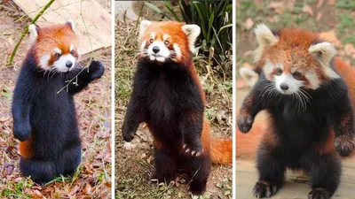 Малая (красная) панда в домашних условиях - Животное панда: энциклопедия,  все про панду!