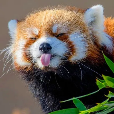 Красивая Красная Панда Молодая Малая Панда Или Firefox Ailurus Fulgens  Милая Панда Медведь В Лесу — стоковые фотографии и другие картинки  Бангладеш - iStock