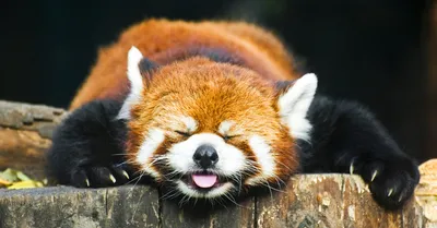 маленькая красная панда детеныш: 7 тыс изображений найдено в  Яндекс.Картинках | Red panda cute, Cute baby animals, Cute animal photos