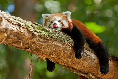 Красная панда, самое очаровательное животное Земли. | Пикабу