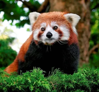 Красная панда в Московском зоопарке нашла скрытую камеру. Только  посмотрите, какая милаха!