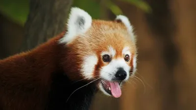 Малая красная панда реалистично …» — создано в Шедевруме