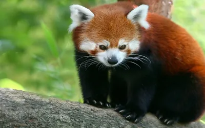 Красная панда в лесу - 70 фото
